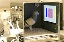 Chim bồ câu phát hiện ung thư vú chính xác 99%