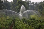 Đắk Lắk tập trung tưới nước cho cây cà phê 