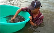 Mùa nước nổi - 'mùa vàng' miền Tây Mùa nước nổi - 'mùa vàng' miền Tây