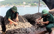 Bắt giữ hơn 10 tấn hàu giống nhập lậu từ Trung Quốc Bắt giữ hơn 10 tấn hàu giống nhập lậu từ Trung Quốc