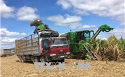 Mía đường trước sức ép hội nhập - Bài 2: Cơ cấu lại ngành mía đường Mía đường trước sức ép hội nhập - Bài 2: Cơ cấu lại ngành mía đường