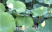 Nhân rộng giống sen trắng quý hiếm ở khu vực Đại Nội, Huế Nhân rộng giống sen trắng quý hiếm ở khu vực Đại Nội, Huế